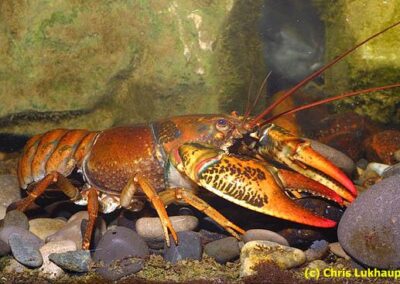 Astacoides madagascariensis
