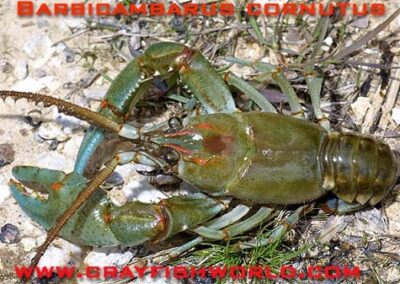 Barbicambarus cornutus