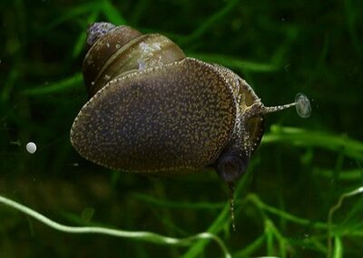 Bellamya bengalensis