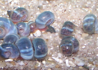 Planorbella sp. – Bunte Posthornschnecke
