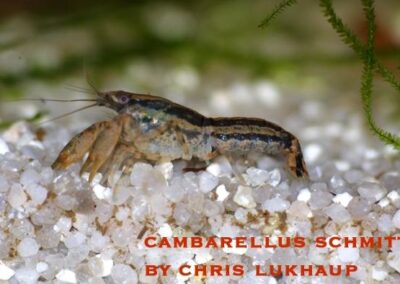 Cambarellus schmitti