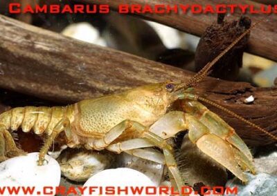 cambarus brachydactylus
