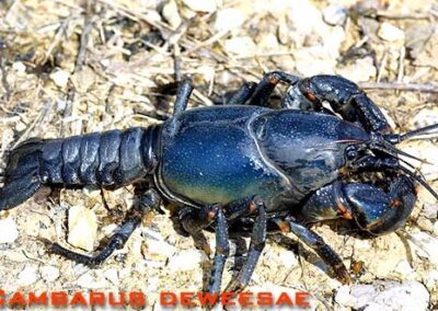 Cambarus deweesae