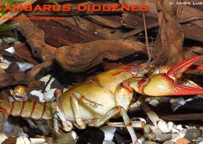 Cambarus diogenes