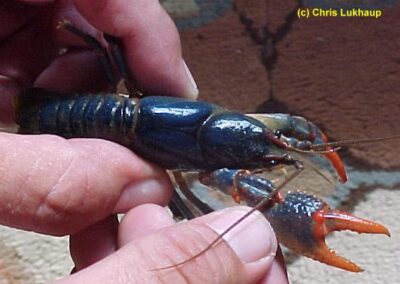 Cambarus dubius