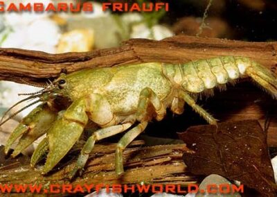 Cambarus friaufi