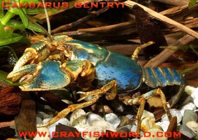 Cambarus gentryi