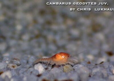 Cambarus geodytes