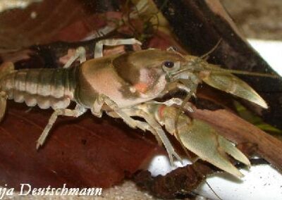 Cambarus girardianus