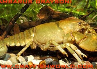 Cambarus graysoni