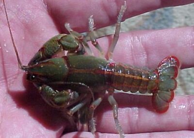 Cambarus (Lacunicambarus) ludovicianus