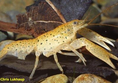 Cambarus maculatus