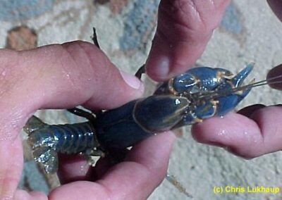 Cambarus monongalensis