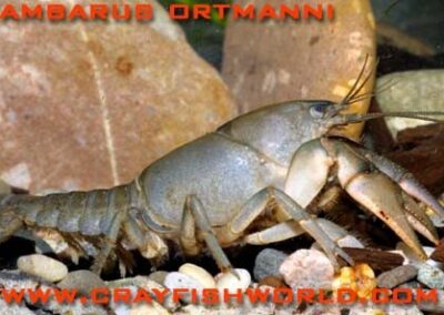 Cambarus ortmanni