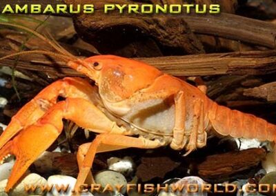 Cambarus pyronotus – Feuerkrebs