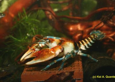 Cambarus rusticiformis