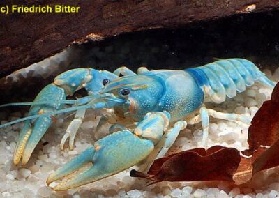 Cambarus scotti