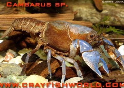 Cambarus sp. Blauschere