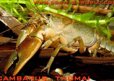 Cambarus thomai