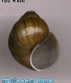 Campeloma decisum