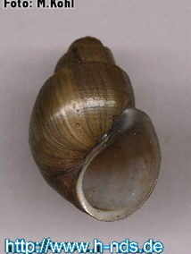 Campeloma linum