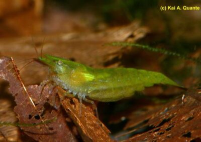 Caridina cf. babaulti „Green“ – Grüne Zwerggarnele