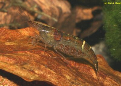 Caridina cf. babaulti var. „Malaya“