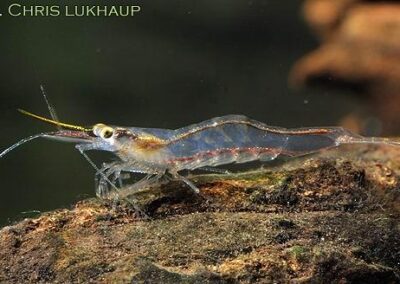 Xiphocaris elongata – Gelbe Nashorngarnele