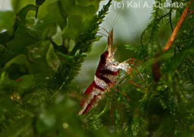 Caridina woltereckae – Harlekin-Garnele
