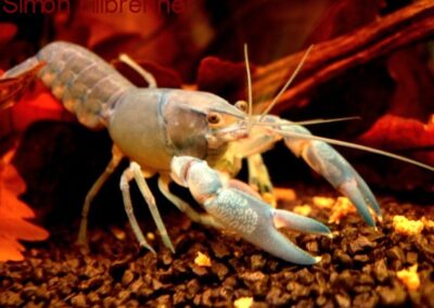 Cherax destructor albidus