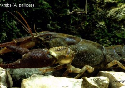 Austropotamobius pallipes – Dohlenkrebs