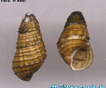 Elimia catenaria