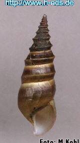 Elimia strigosa