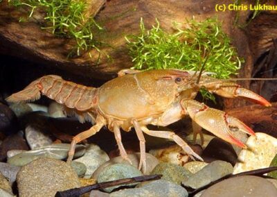 Fallicambarus fodiens