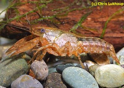 Faxonella clypeata