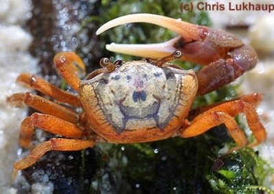 Uca pugilator –  Winkerkrabbe