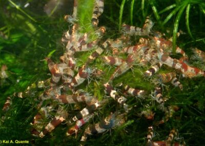 Caridina cf. breviata – Hummel-Garnele