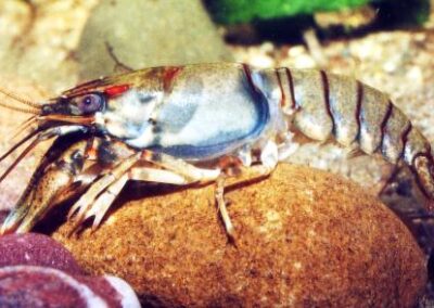Orconectes cf. palmeri palmeri.