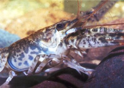 Orconectes sp.