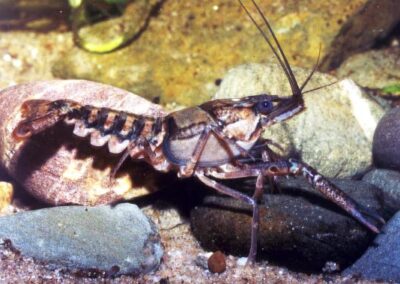 Procambarus sp.