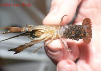 Procambarus Llamasi – Yucatan Gelbbandkrebs