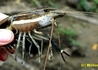 Macrobrachium carcinus – Giganten-Flußgarnele