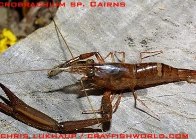 Macobrachium latidactylus