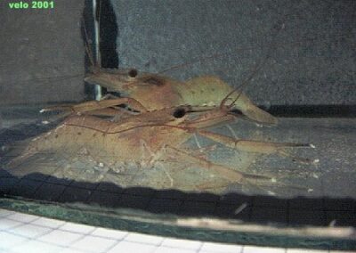 Macrobrachium scabialum  – rot-grüne Scherengarnele