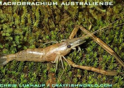 Macrobrachium australiense – Australische Flussgarnele