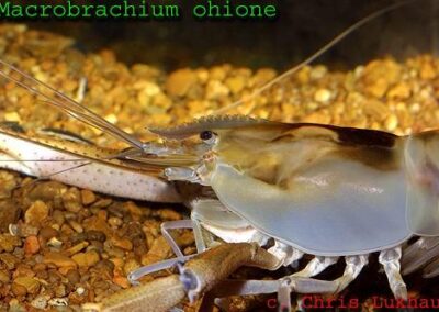Macrobrachium ohione
