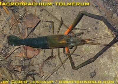 Macrobrachium tolmerum