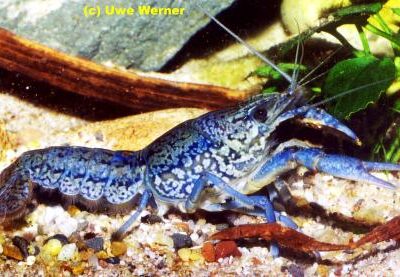 Procambarus fallax f. virginalis – Marmor-Krebs