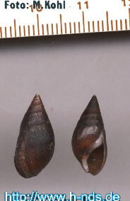 Melanopsis buccinoida – Maurenschnecke