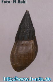 Melanopsis saulcyi